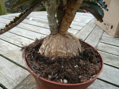 Euphorbia_unsicher_2_fars_2009.jpg