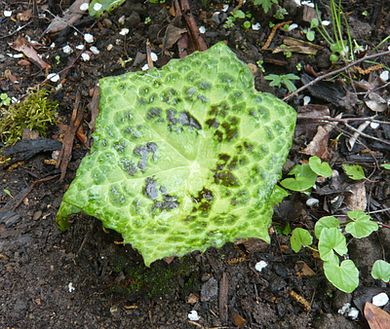Podophyllum_fars_2009.jpg