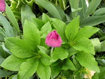tulpenborus1.JPG