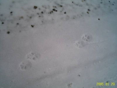 schneespuren.jpg