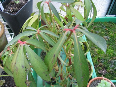 Helleborus_foetidus.jpg