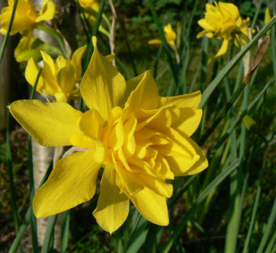 Narzisse_Campernelli_090415_a.jpg