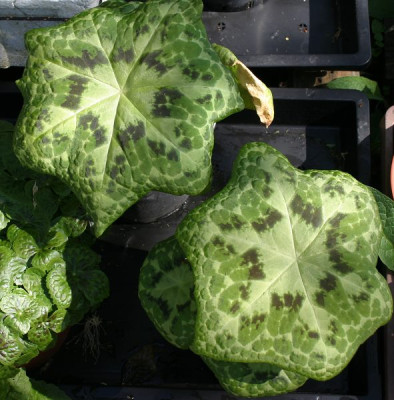 IMG_4872_ePodophyllum_Kaleidoscope.JPG
