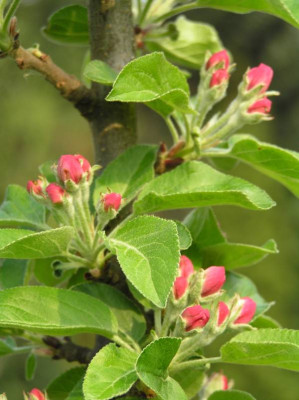 apfel130409.JPG