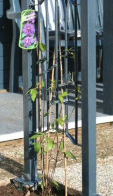 Clematis_Blue_Motion.jpg