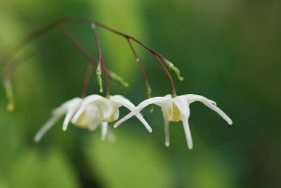 epi_09_grandiflorum_album.jpg