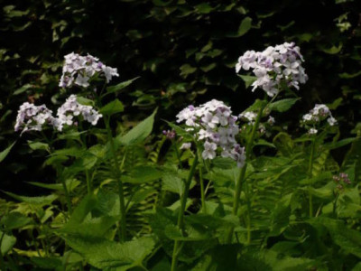 p1030800.jpg