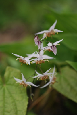 epi_09_asiatic_hybrid.jpg