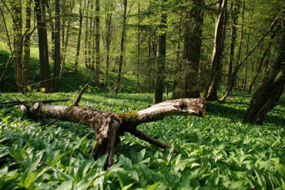 baerlauch_wildnis_01.jpg