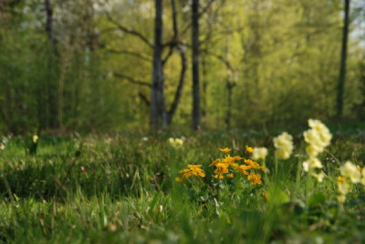 sumpfdotterblume_april_09_kat.jpg