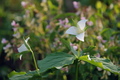 trillium_flexipes_09.jpg