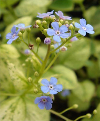 Brunnera_Spring_Yellow.jpg