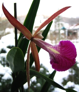 IMG_0003-Cattleya-100.JPG
