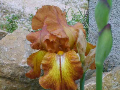 Iris09.jpg