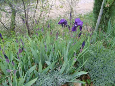 Iris091.jpg