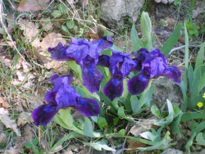 Iris092.jpg