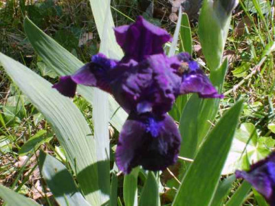 Iris093.jpg