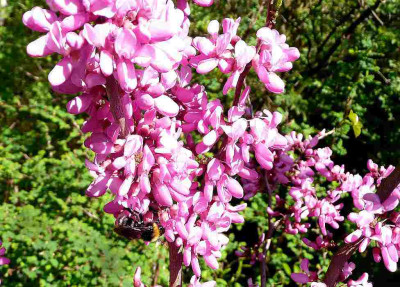 75-comp_Cercis-chinensis-Avondale.jpg