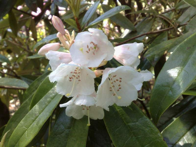 Kopie_von_19042009Rh.argyrophyllum_ssp.hypoglaucum_01.jpg
