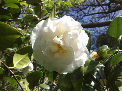 Kopie_von_19042009C.jap.Superba_Alba.jpg