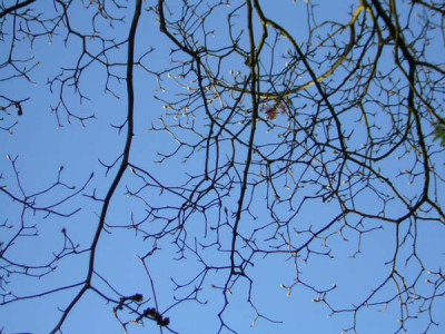 77Magnolia_veitchii_PeterV.jpg
