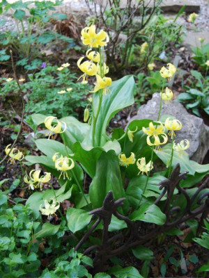E._Pagoda_Gruppe_09.jpg