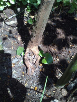 Kopie_von_19042009Nach_Phytophtora.jpg