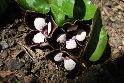 Asarum_maximum_09.jpg