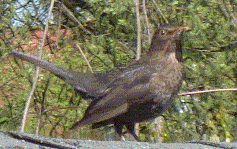 amsel-fuettert.gif