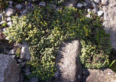 Vitaliana_primuliflora_ssp._praetutiana_2009-04-20.JPG
