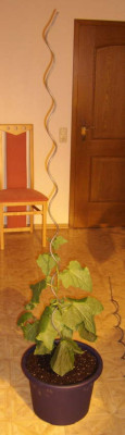 jaygurke004.jpg