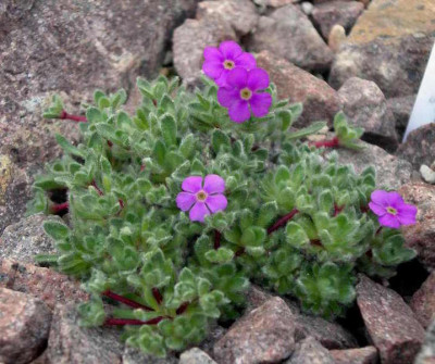 Androsace_robusta_ssp._purpurea_2009-04-18.JPG