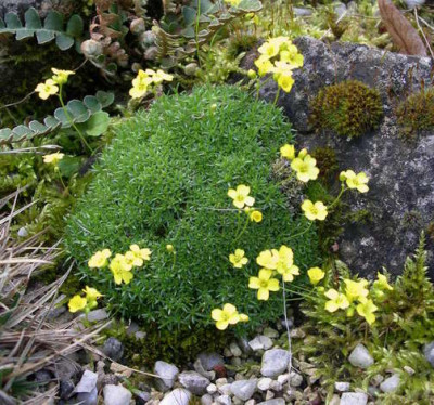 Draba_imbricata_2009-04-18_.JPG