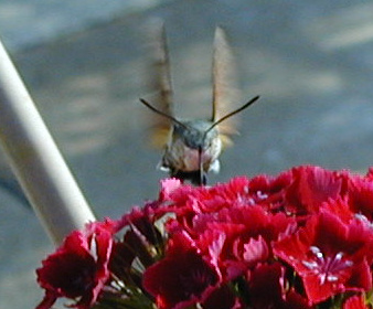 schwalbenschwaenzchen02a.jpg