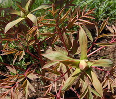 Paeonia_suffr.19_04_09.jpg