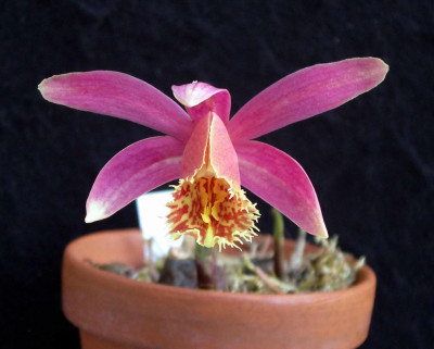 PleioneAskia_Cinnabar_2009-04-18.JPG