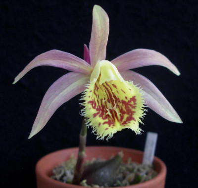 Pleione_Matubi_Golden_Oriole_2009-04-20_012.JPG