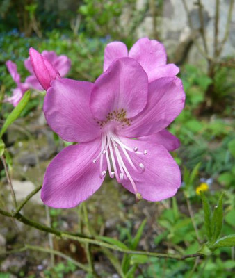 Rhododendron_albrechtii_fars_2009.jpg