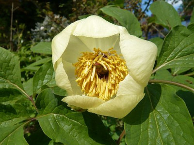 Paeonia_wittmanniana_ssp_macrophylla_fars_2009.jpg