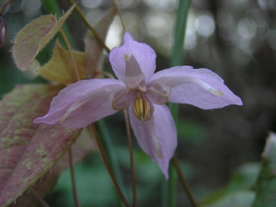 E_Asiatic_Hybrid.jpg
