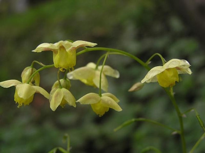 E_versicolor_sulphureum.JPG