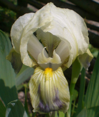 Lutescens.JPG