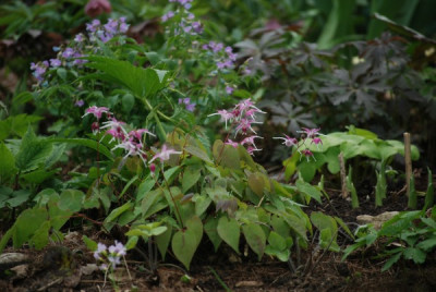 epi_chris_norton_lathyrus_geranium.jpg