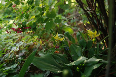 epi_rubrum_erythronium.jpg