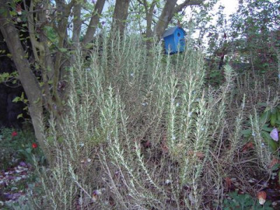 PICT2559.JPG