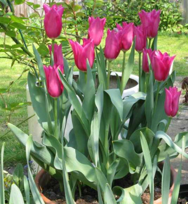 Quietschtulpen.jpg