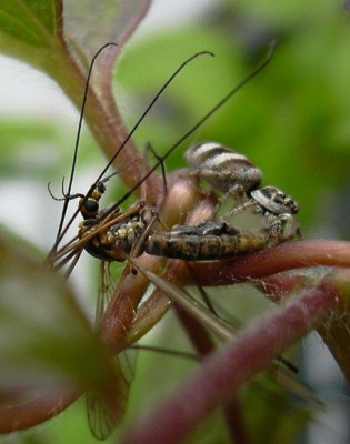 Salticus_scenicus_frisst_tipula1.jpg