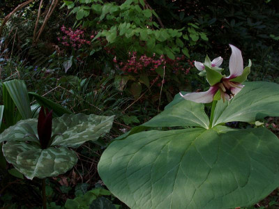 trilliumgluck2009.jpg