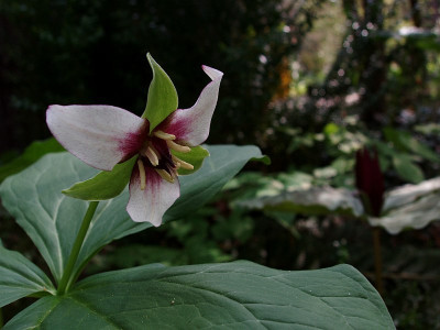 trillium_wer_bin_ich2a.jpg
