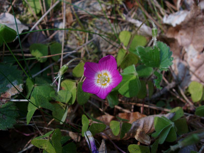 oxalis_spec.jpg